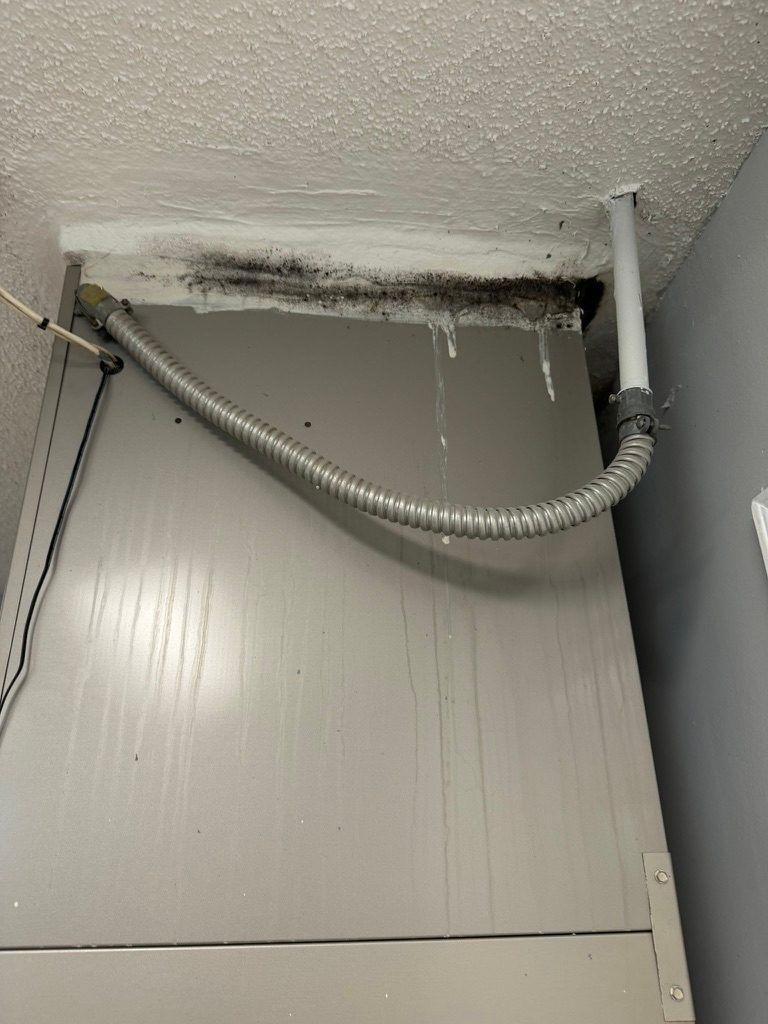 Close-up of a ceiling to wall junction above an equipment cabinet showing dark growth